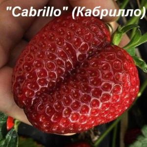 Клубника "КАБРИЛЛО" ремонтантная (6 шт.)